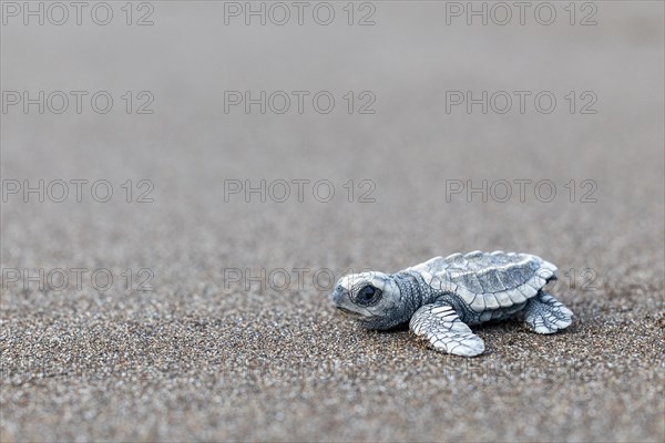 Young olive ridley sea turtle