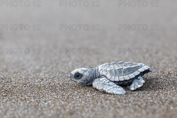 Young olive ridley sea turtle