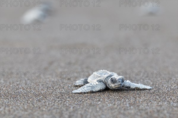 Young olive ridley sea turtle