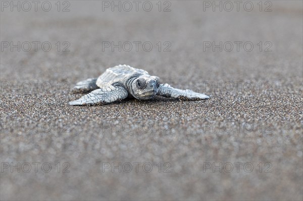 Young olive ridley sea turtle