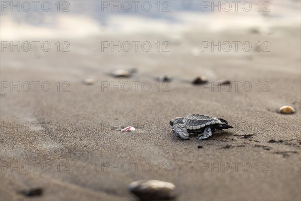 Juvenile olive ridley sea turtle