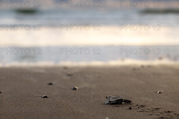 Young olive ridley sea turtles