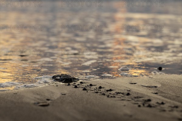 Young olive ridley sea turtles