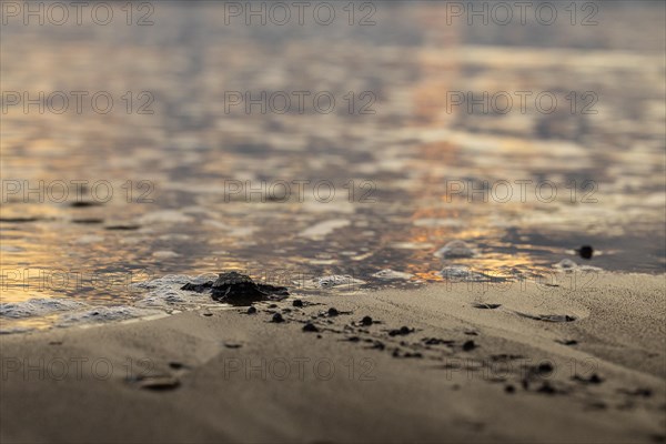 Young olive ridley sea turtles