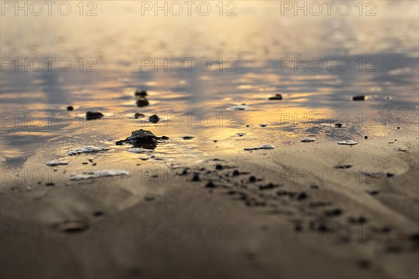 Young olive ridley sea turtles