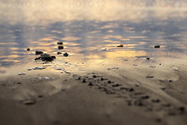 Young olive ridley sea turtles