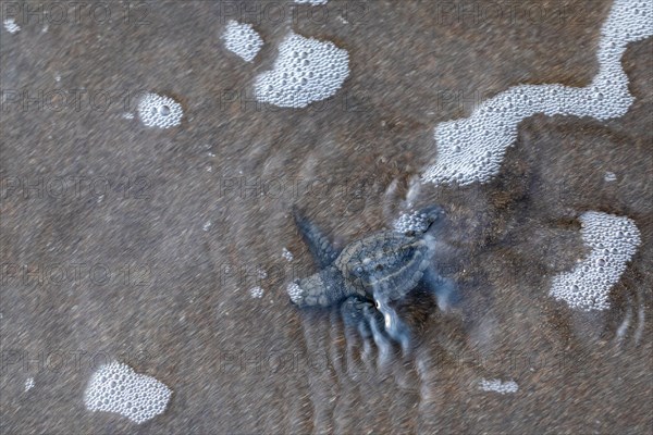 Young olive ridley sea turtles