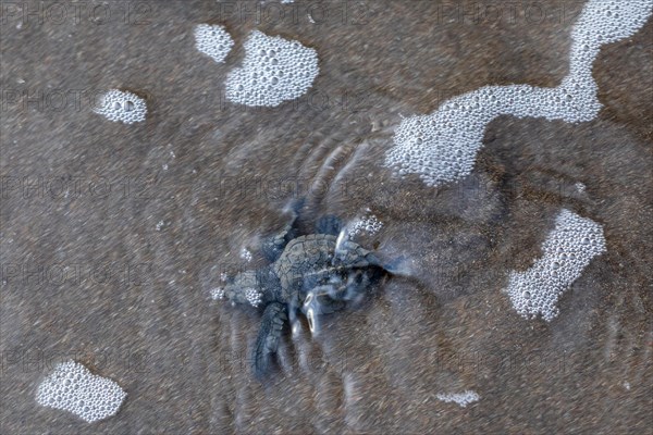 Young olive ridley sea turtles