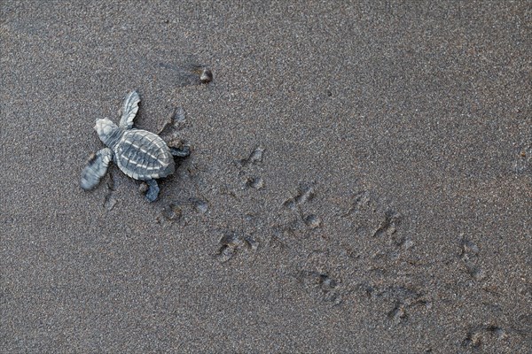 Young olive ridley sea turtles