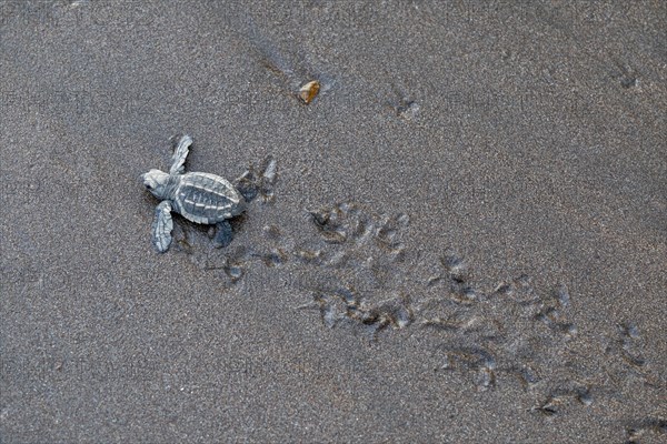 Young olive ridley sea turtles