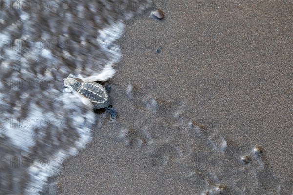 Young olive ridley sea turtles