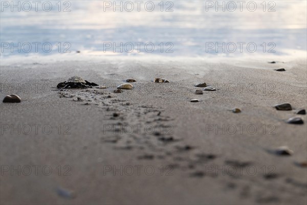 Young olive ridley sea turtles