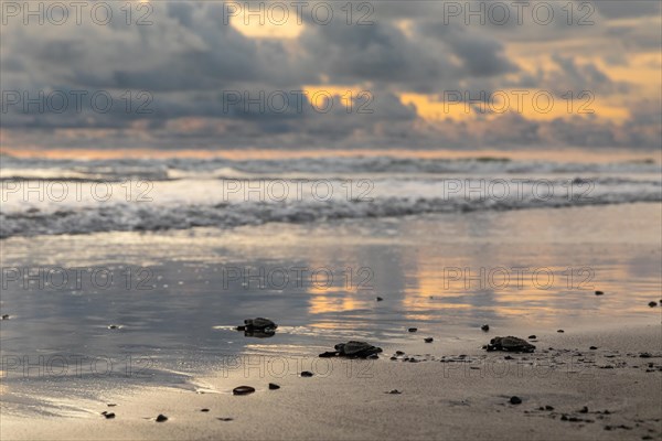 Young olive ridley sea turtles