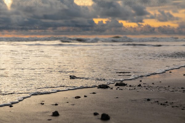 Juvenile olive ridley sea turtle