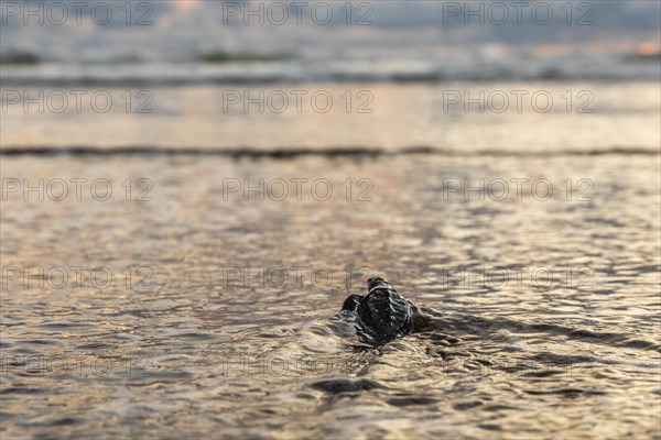 Young olive ridley sea turtle