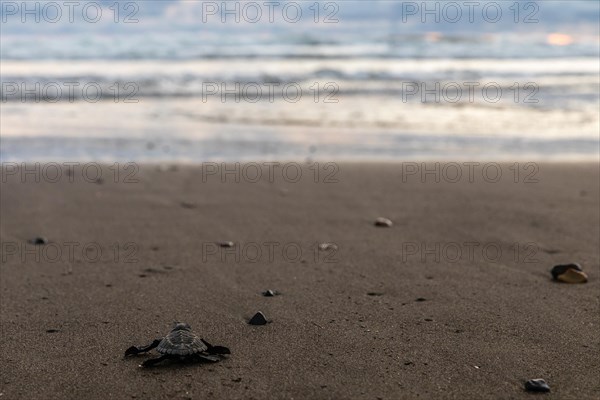 Young olive ridley sea turtle