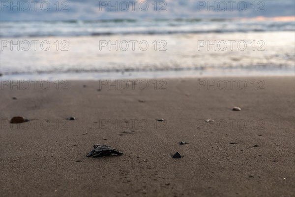 Young olive ridley sea turtle