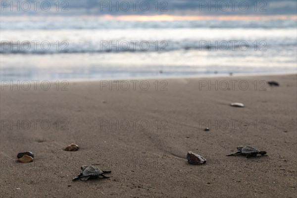 Young olive ridley sea turtle