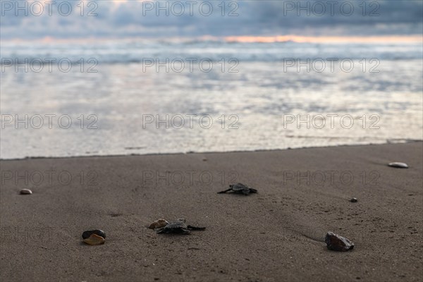 Young olive ridley sea turtle