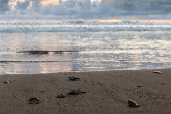 Young olive ridley sea turtle