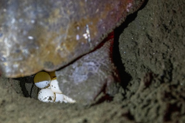 Female olive ridley sea turtles