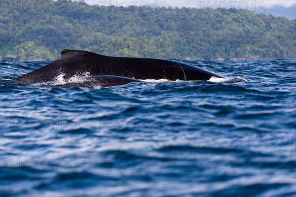 Humpback whale