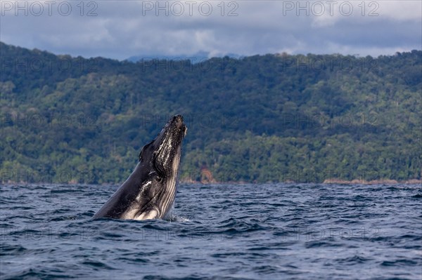 Humpback whale