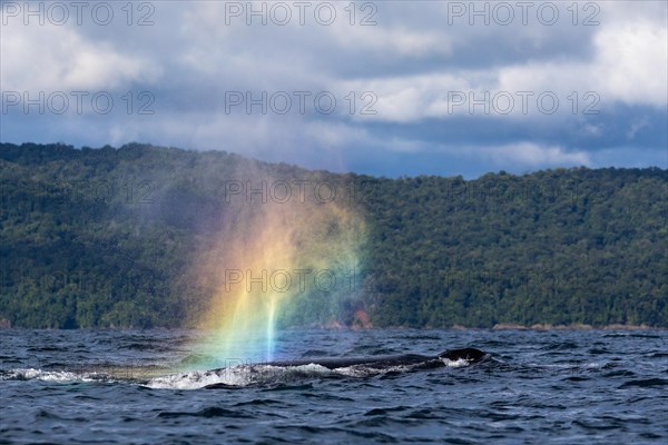 Humpback whale