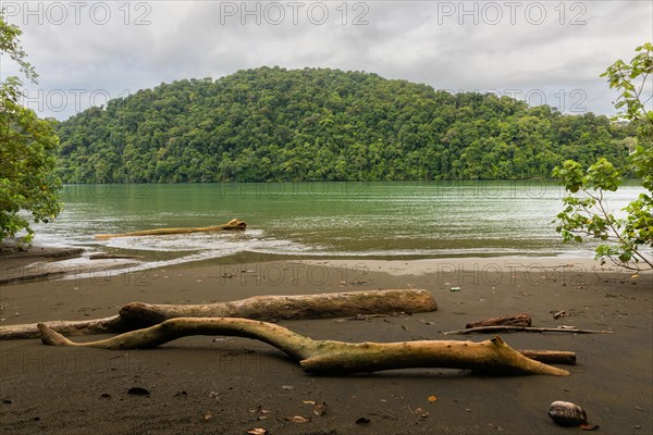 Deadwood on sandy beach