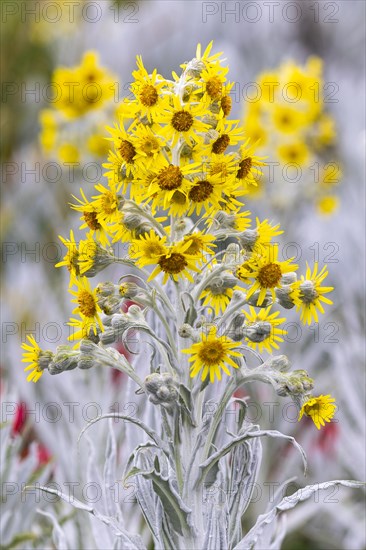 Senecio Niveoaureus