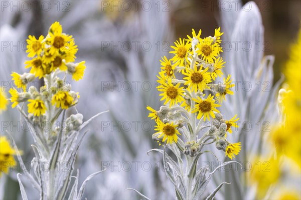 Senecio Niveoaureus