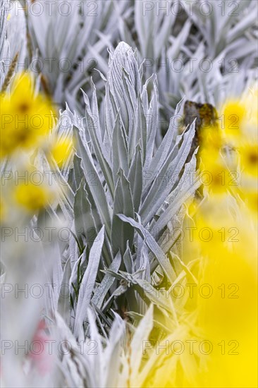 Senecio Niveoaureus