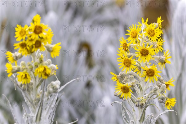 Senecio Niveoaureus