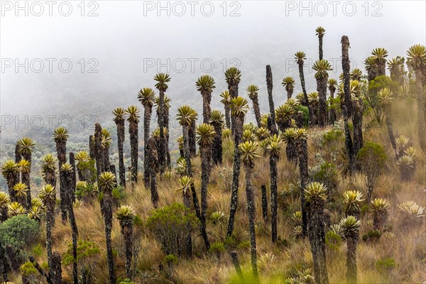 Frailejones