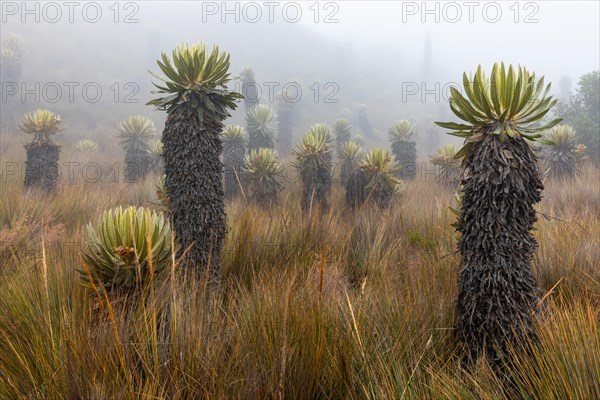 Frailejones