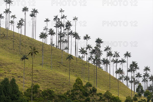 Group of wax palms