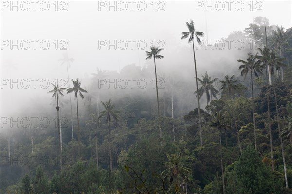 Group of wax palms