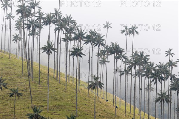 Group of wax palms