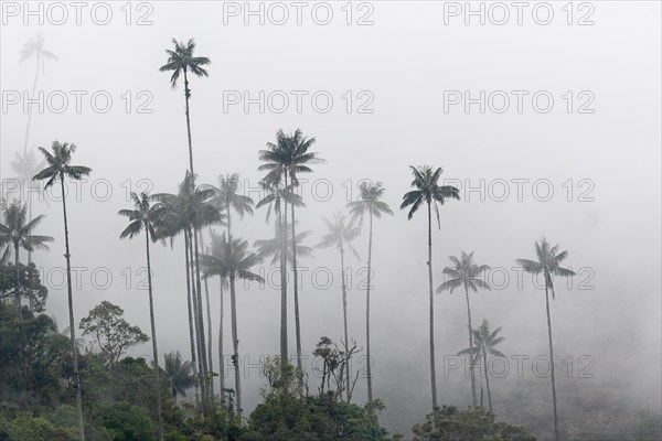 Group of wax palms