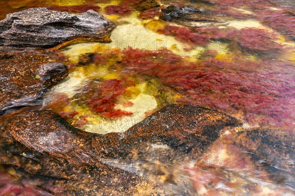 Cano Christales with red flower