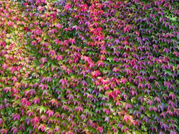 Vine leaves on a house wall in great autumn colours