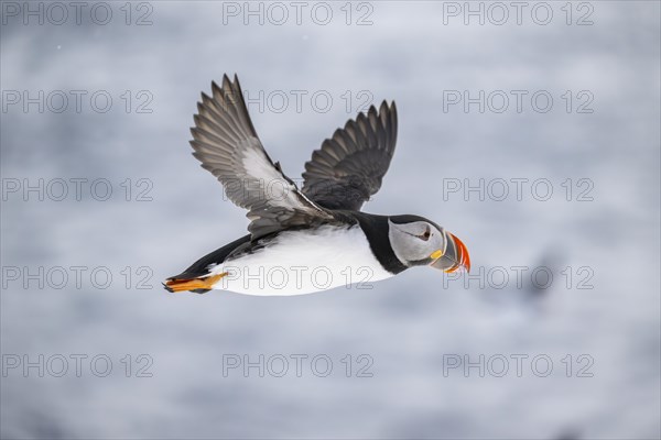 Puffin