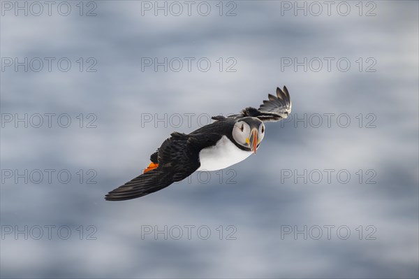 Puffin