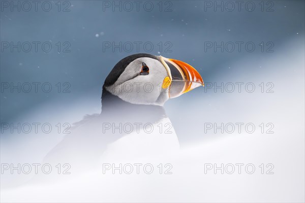 Puffin