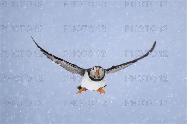 Puffin