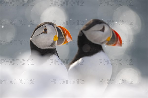 Two puffin