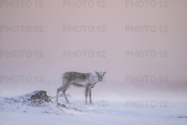 Reindeer