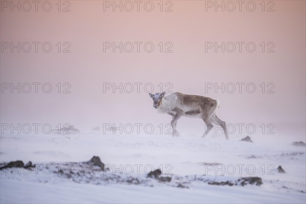 Reindeer