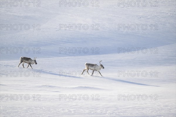 Two reindeer