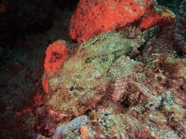 Spotted scorpionfish